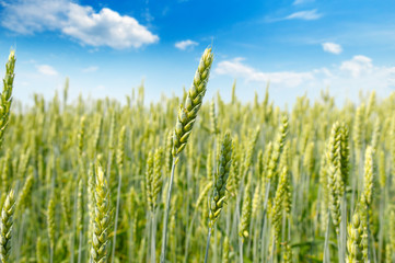Field with ripe ears of wheat and blue cloudy sky. Shallow depth of field. Focus on the front ears.