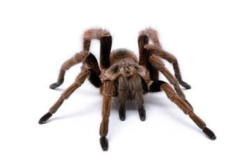 Tarantula (1)