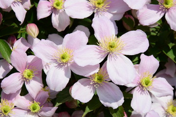 Clematis montana, Kletterpflanze, Waldrebe