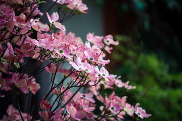 pink flowers
