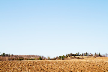 Farming landscape of tilled corn field in the spring with trees on horizon; country landscape with blue sky and golden field