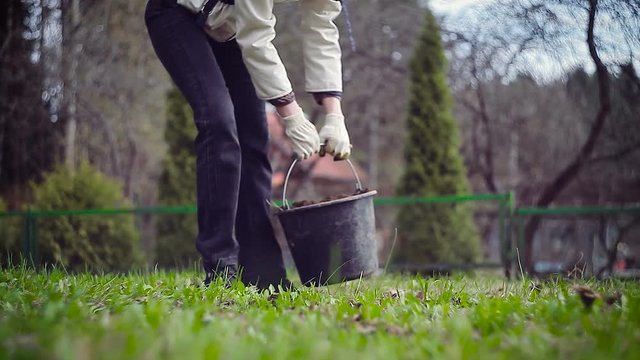 Gardener planting branch of currants