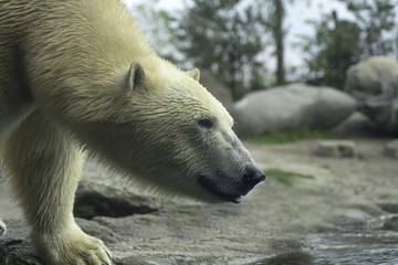 Fototapeta na wymiar Polar Bear portret 
