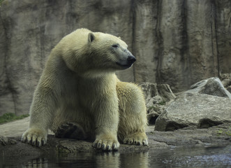 Polar Bear portret 