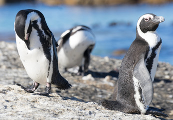 Naklejka premium Penguin in south africa