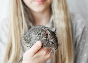 Young girl playing with small animal common degu squirrel. Close-up portrait of the cute pet in kid's hands.