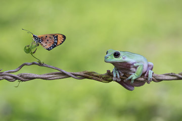 Search Photos Category Animals Reptiles And Amphibians Frogs