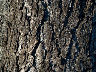 bark of an old tree