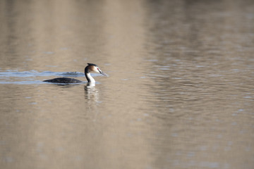 Water bird. The great crested grebe (Podiceps cristatus)