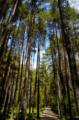 Path With Green Trees in Forest