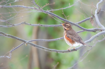 redwing