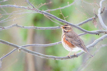 redwing