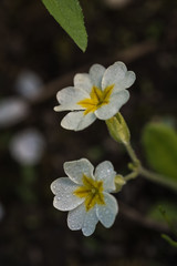 primroses, white, fowers, dark blurred background, closeup