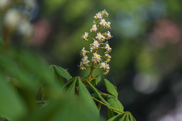 white chestnut flowers, green blurred background, spring, closeup