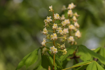white chestnut flowers, green blurred background, spring, closeup - 202241737