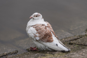  portrait of a pigeon bird, closeup, gołąb miejski, portret, tło woda, kostka brukowa - 202241755
