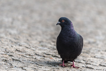 single, city ​​pigeon, gray blurred background, gołąb miejski, czarny ptak, kostka brukowa, rozmyte szare tło