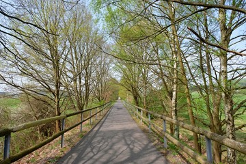 cycle road with flowering trees