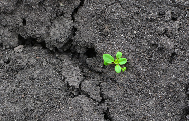 Ecology and environment background. Concept of a life and purpose. Lonely green sprout breaks through the dry earth.