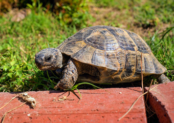 Mediterranean tortoise for a walk in the grass