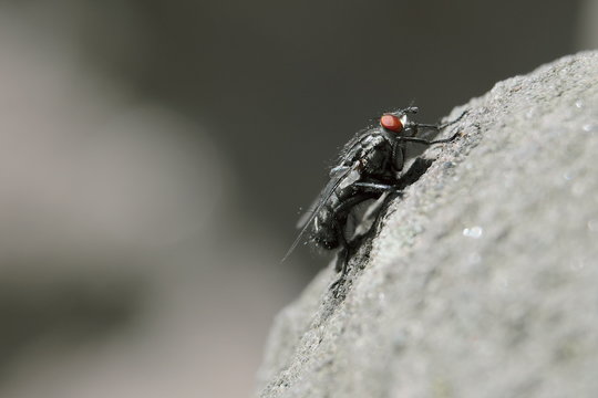 Fliege