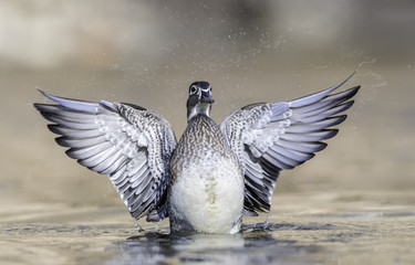 Wood Duck Female (Aix sponsa)