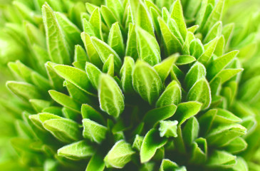 Background for a floristic design. Macro of a green nature herbal plant.