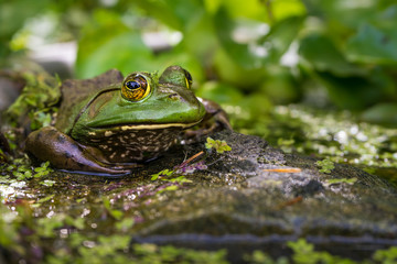 green frog in pond