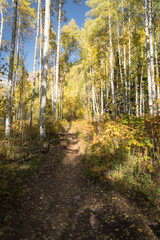 A mountains pathway near Vail, Colorado during Autumn. 