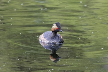 Black-necked grebe (Podiceps nigricollis)