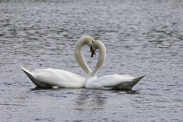 Pair of mute swans (Cygnus olor)