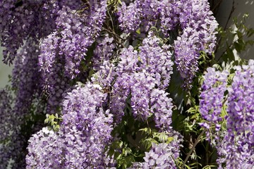 Japanese wisteria (Wisteria floribunda)