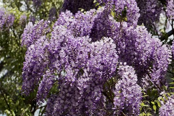 Japanese wisteria (Wisteria floribunda)