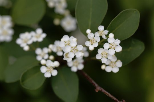 Flowers of the firethorn Cotoneaster multiflorus.
