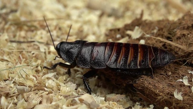Madagascar cockroach stands and moves the mustache . Close up. Slow motion