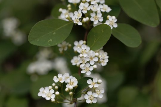 Flowers of the firethorn Cotoneaster multiflorus.