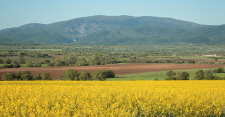 Landscape of Osogovo Mountain from rape field, Bulgaria.