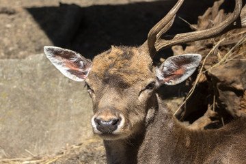 Portrait of fallow deer with one horn.
