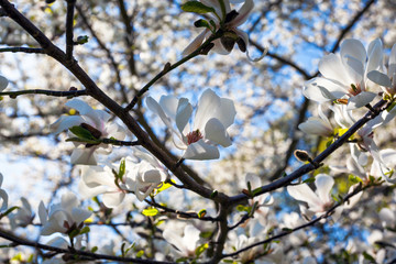 branches blossom magnolias against a clear blue sky