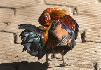 Rooster with colored feathers (Gallus lafayetii) arranges its feathers.