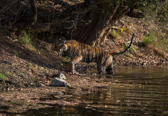 Plakat tiger at the Ranthambore National Park. India. 