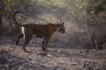 Obraz na płótnie Canvas tiger at the Ranthambore National Park. India. 