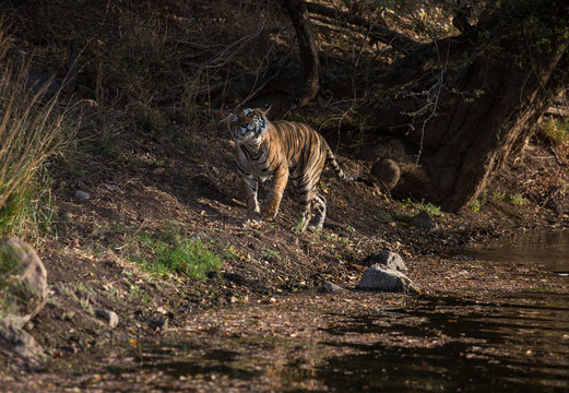 tiger at the Ranthambore National Park. India. 