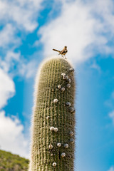 Ave sobre el cardón