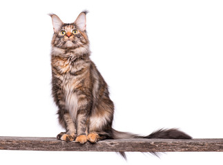 Maine Coon cat on old stick. Portrait of beautiful big adult tortoiseshell cat isolated on white background.