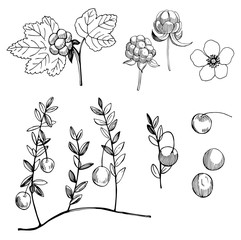 Cloudberry and cranberry.Hand drawn forest berry. Vector sketch illustration