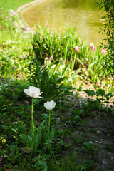 Salzburg, Frühling, Sommer, Österreich, schön