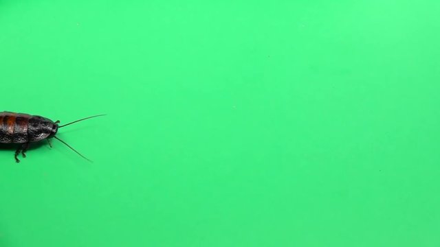 Madagascar cockroach crawls . Green screen. View from above. Slow motion