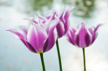 Flora, Frühling, Österreich, Europa, schön, natürlich