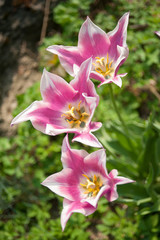 Flora, Frühling, Österreich, Europa, schön, natürlich